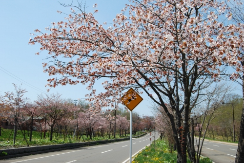 ゴールデンウィーク＆桜開花情報