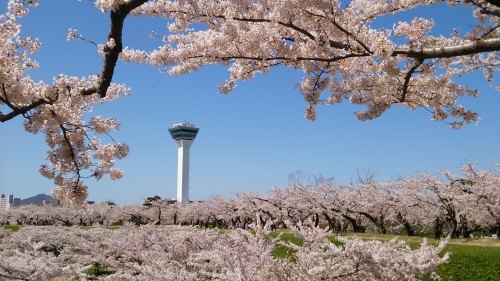 登別・ 函館　桜開花情報について